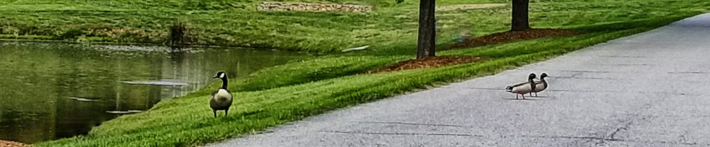 Ducks crossing road while goose stands guard